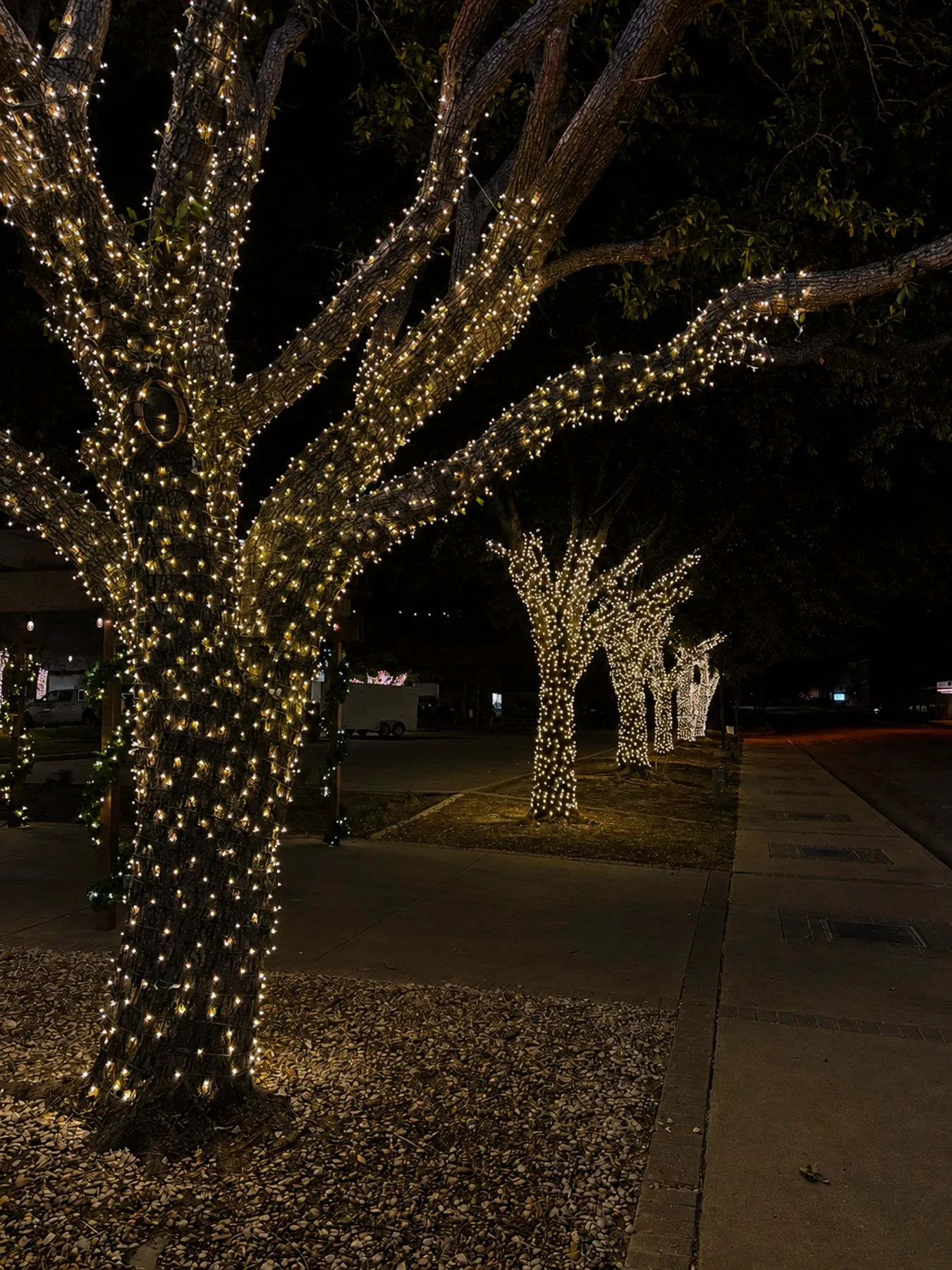 Downtown sidewalk trees wrapped trunk-to-branch in warm white lights along a walkway